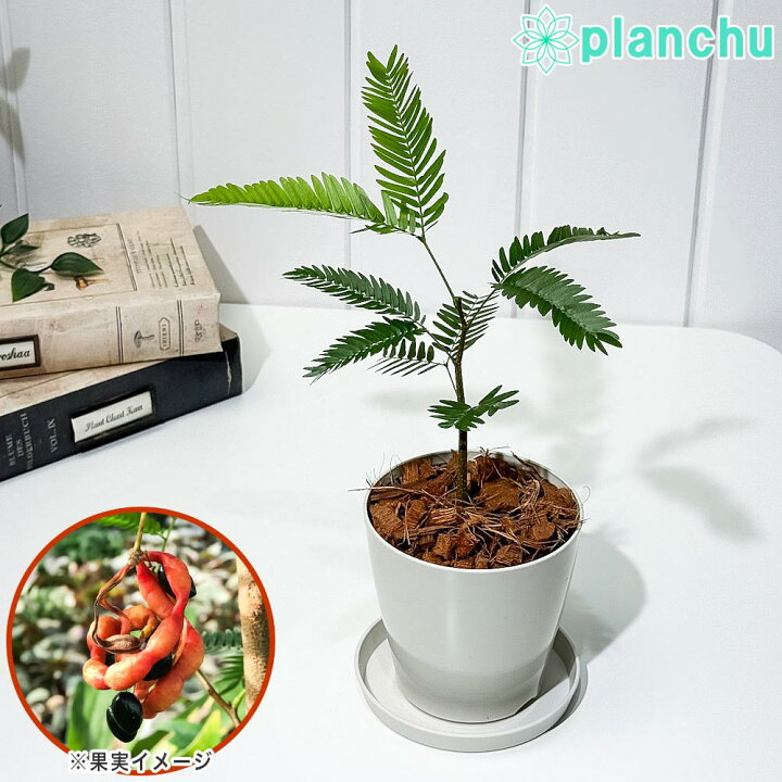 楽天市場】PLANCHU 観葉植物 エバーフレッシュ 3.5号鉢 受け皿付き 