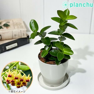 PLANCHU ϗtA z N~MAi 3.5 󂯎Mt ĕt Hoya cumingiana N~MA[i TN 