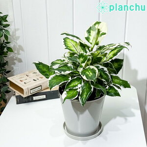 PLANCHU ϗtA fBtFoLA N[r[eB[ 5 󂯎Mt ĕt PVP Dieffenbachia eCool Beautyf ACh