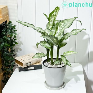 PLANCHU ϗtA fBtFoLA eBL 5 󂯎Mt ĕt Dieffenbachia eTikif ACh