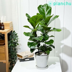 PLANCHU ϗtA tBJX [^ 5 󂯎Mt ĕt Ficus lyrata JVoSmL SmL S̖