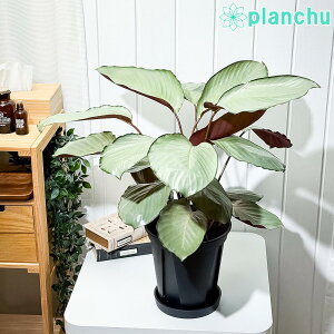 PLANCHU ϗtA JeA Vo[v[g 7Xbg 󂯎Mt ĕt Calathea eSilver Platef