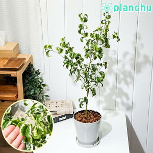 PLANCHU �ϗt�A�� �t�B�J�X �x���W���~�� �V�^�V�I�� ������ 5���� �󂯎M�t�� ��ĕ��������t�� Ficus benjamina �eSitasion�f �K�^���ĂԖ� �S���m�L