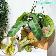 PLANCHU 食虫植物 ネペンテス ダイエリアナ 7号吊り鉢 育て方説明書付き Nepenthes ‘Dyeriana’ ダイエ…