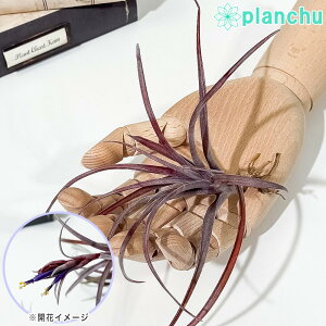 PLANCHU �G�A�v�����c �e�B�����W�A �J�s�^�[�^ �h�~���Q���V�X M�T�C�Y 1�� W13×H13cm�O�� ��ĕ��������t�� Tillandsia capitata var. domingensis �G�A�[�v�����c �`�����W�A
