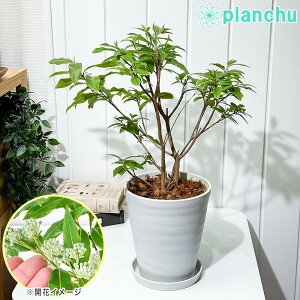 PLANCHU �Ԗ� �������}�[�g�� 6���� �󂯎M�t�� ��ĕ��������t�� Backhousia citriodora �I�[�W�[�v�����c �n�[�u�c ���