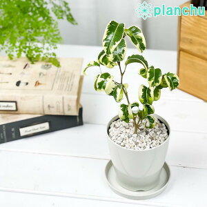 PLANCHU �ϗt�A�� �t�B�J�X �x���W���~�� �V�^�V�I�� ������ 3.5���� �󂯎M�t�� ��ĕ��������t�� Ficus benjamina �eSitasion�f �K�^���ĂԖ� �S���m�L