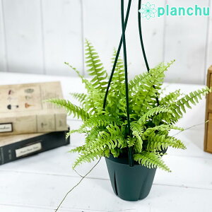 PLANCHU �ϗt�A�� �l�t�����s�X �c�f�[ 4���݂蔫 ��ĕ��������t�� Nephrolepis exaltata �eTeddy Junior�f �{�X�g���t�@�[�� �{�X�g���t�@�� �V�_�A��