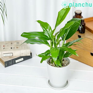 PLANCHU �ϗt�A�� �X�p�e�B�t�B���� 4���� �󂯎M�t�� ��ĕ��������t�� Spathiphyllum hybrids �A���C�h