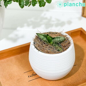 PLANCHU �ϗt�A�� �T���Z�x���A �{���Z�����V�X �X�[�p�[�h���[�t 3���۔� �󂯎M�t�� ��ĕ��������t�� Sansevieria �eBoncellensis Super Dwarf�f �T���X�x���A �����A��