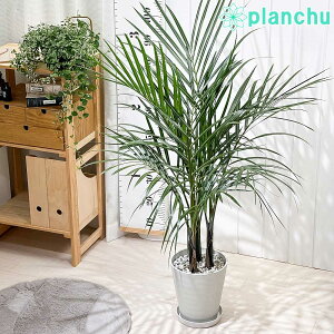 PLANCHU �ϗt�A�� �g�b�N�����V���h�L 7���� �󂯎M�t�� ��ĕ��������t�� Hyophorbe verschaffeltii �X�s���h���p�[�� �q���t�H���x