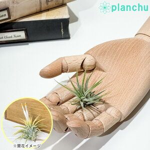 PLANCHU ���[���֔��� �G�A�v�����c �e�B�����W�A �C�I�i���^ ���� S�T�C�Y 1�� W3×H3cm�O�� ��ĕ��������t�� Tillandsia ionantha �eWhite Flower�f �G�A�[�v�����c �`�����W�A