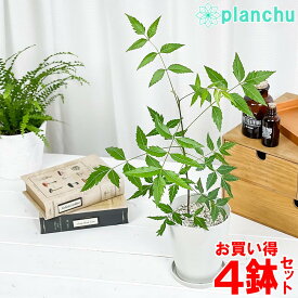 PLANCHU 観葉植物 ミラクルニーム 4号鉢 4鉢セット 受け皿付き 育て方説明書付き Azadirachta indica 神秘の樹木 虫除け植物
