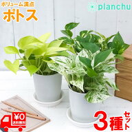 観葉植物 ポトス 3種セット ゴールデン ライム マーブルクイーン 4号鉢 受け皿付き 育て方説明書付き エ…