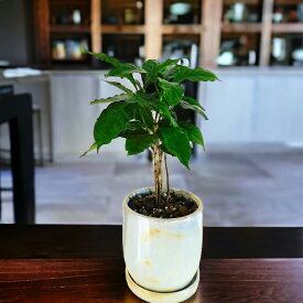 観葉植物 コーヒーの木 陶器 4号鉢