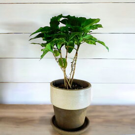 観葉植物 コーヒーの木 ブラウン 陶器　4号鉢