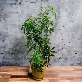 観葉植物 Scheffleraシェフレラ コンパクタ yellow pot