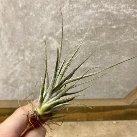 エアプラン チランジア エーレルシアナ