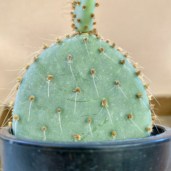 楽天市場】ウチワサボテン オプンチア サンタリタ : plant life
