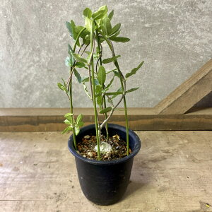 �򍪐A���@�t�H�P�A �G�f�����X�@�ΐ��l