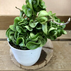 観葉植物　ホヤ　カルノーサ　コンパクタ