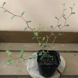 愛らしい枝ぶりがかわいい　観葉植物　ソフォラ ミクロフィラ/リトルベイビー