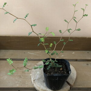 炵}Ԃ肪킢@ϗtA@\tH ~NtB/gxCr[