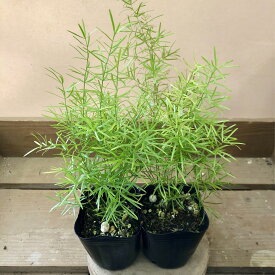 観葉植物　アスパラガス　スプレンゲリー 2ポットset