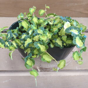 ϗtA@tBJX v~@̌@2|bgset