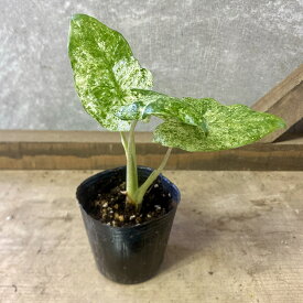観葉植物　アロカシア　オドラ　バティック