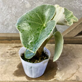 観葉植物　ベゴニア　ベノーサ
