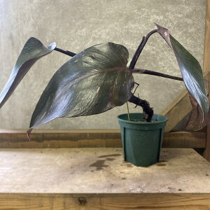 �ϗt�A���@�t�B���f���h�����@�s���N�v�����Z�X