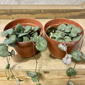 A@ϗtA@Z׃LA@n[gJY@2set