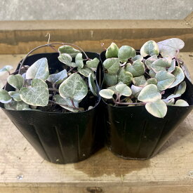多肉植物　観葉植物　セロべキア　ハートカズラ レディハート　2ポットset