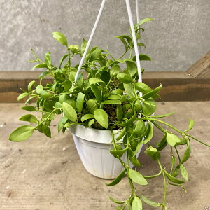 ϗtA@fBXLfBA@JK[|Pbg