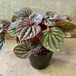 ϗtA@yy~A Jy[^@o[KfB