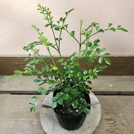 植木庭木　観葉植物　シマトネリコ