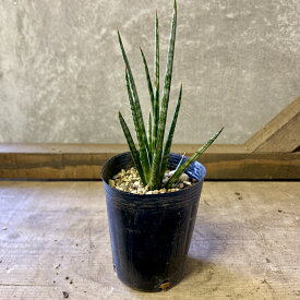 観葉植物　サンスベリア　フランシシー