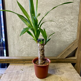 観葉植物　ユッカ　青年の木