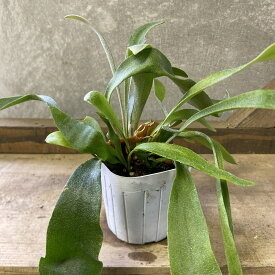 観葉植物　コウモリラン　ビカクシダ