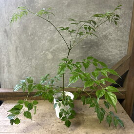 観葉植物　ステレオスペルマム