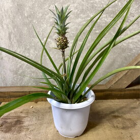 観葉植物　アナナス　花パイン