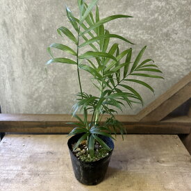 観葉植物　テーブルヤシ