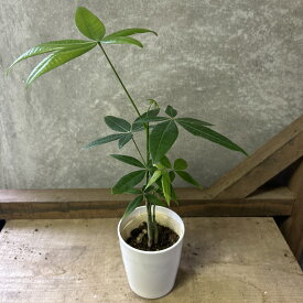 観葉植物　パキラ