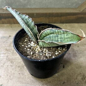 観葉植物　サンスベリア　シルバーブルー