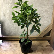 庭木・植木　樒（しきみ）