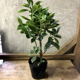 庭木・植木　樒（しきみ）