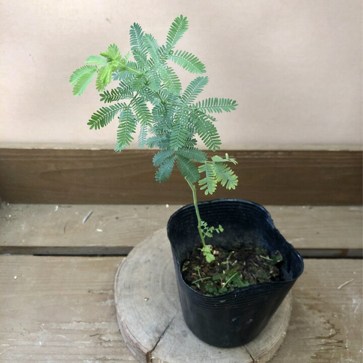 楽天市場】常緑樹 苗木 ミモザ アカシア 銀葉アカシア : plant life