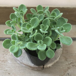 ~ĝ悤ȍ@n[uc@A}eBJX