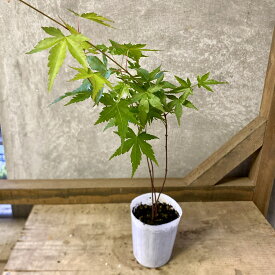 落葉樹　庭木　苗木　イロハモミジ（イロハカエデ）